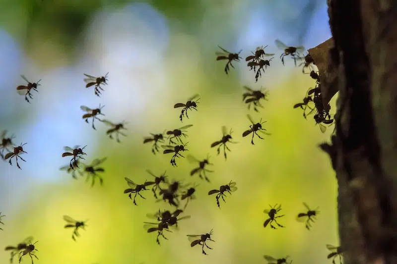 swarm of stingless bees
