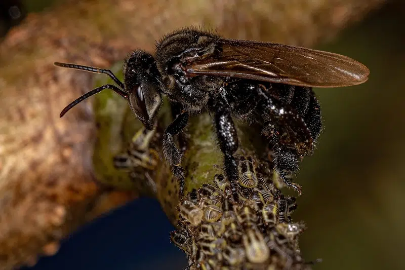 stingless bee on a stick