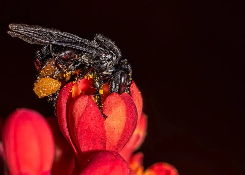 stingless bee on red flower