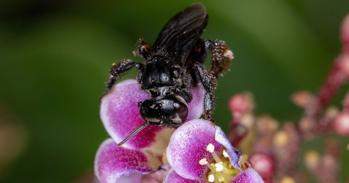 Stingless Bees Have Become the First Insects To Gain Legal Rights