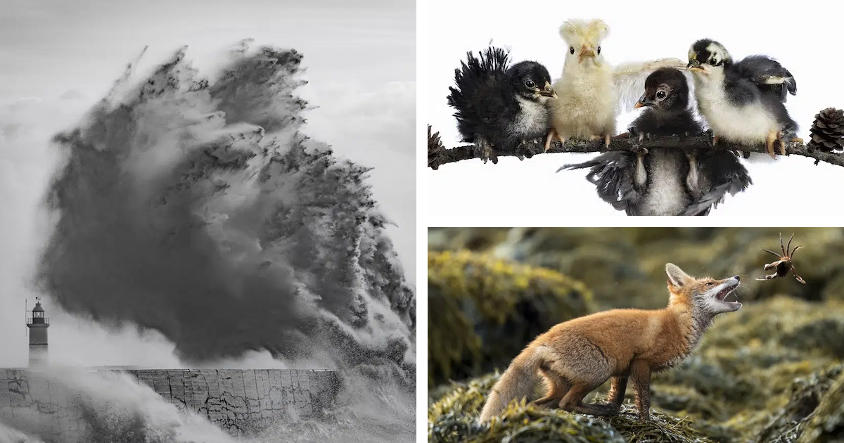 Society of Photographers 2025 Contest Announces Its Astounding Winners