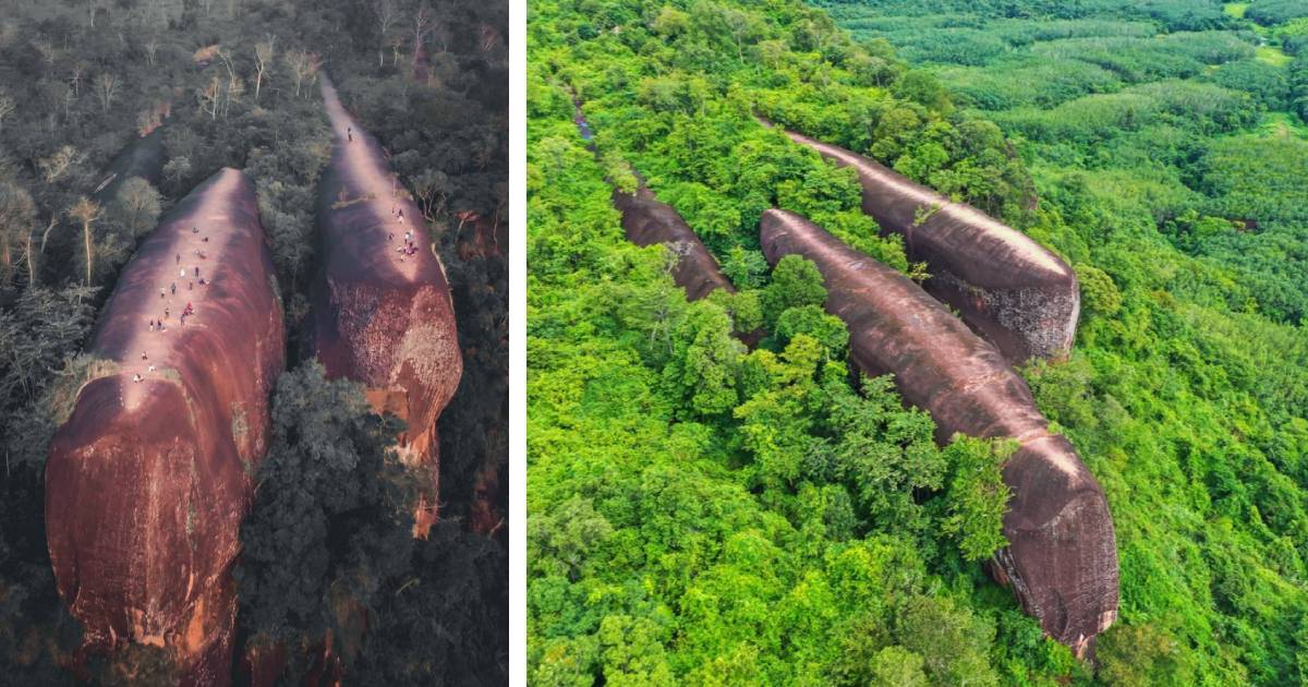 Natural Rock Formations Look Like Giant Whales Swimming Through a Forest in Thailand