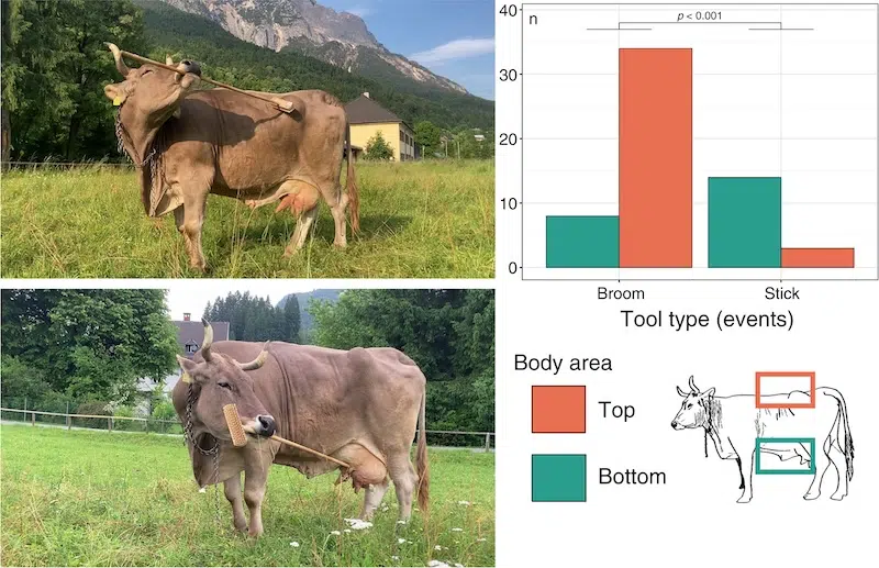 Veronika the tool-using cow