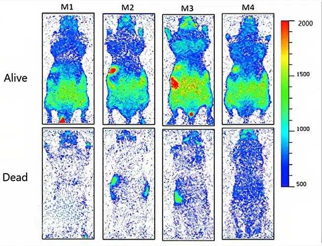 The four mice that were alive (top) emitted more UPE compared to the four euthanized mice (bottom).