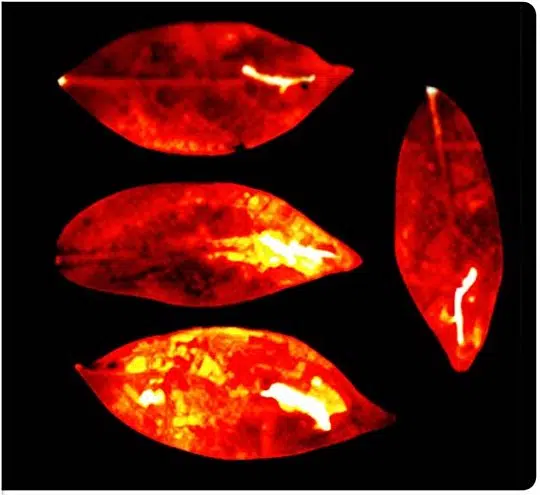 In areas where leaves had sustained more chemical damage and injuries, they emitted a more intense level of light