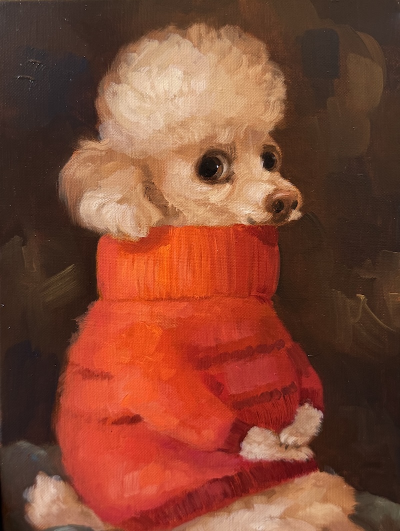mini poodle in an orange sweater