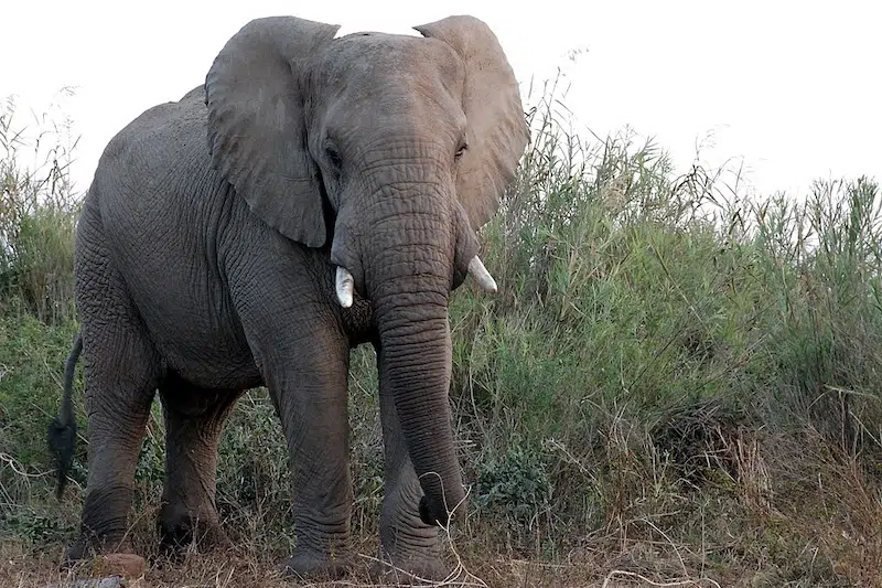 African Bull Elephant