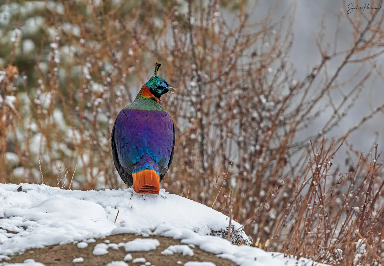 Himalayan Monal