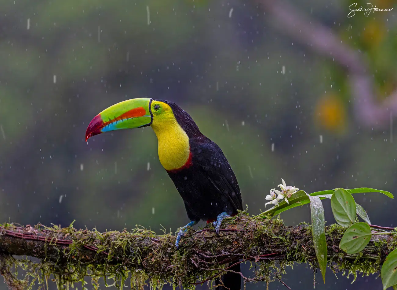 Bird photography bu Sadhir Hasamnis