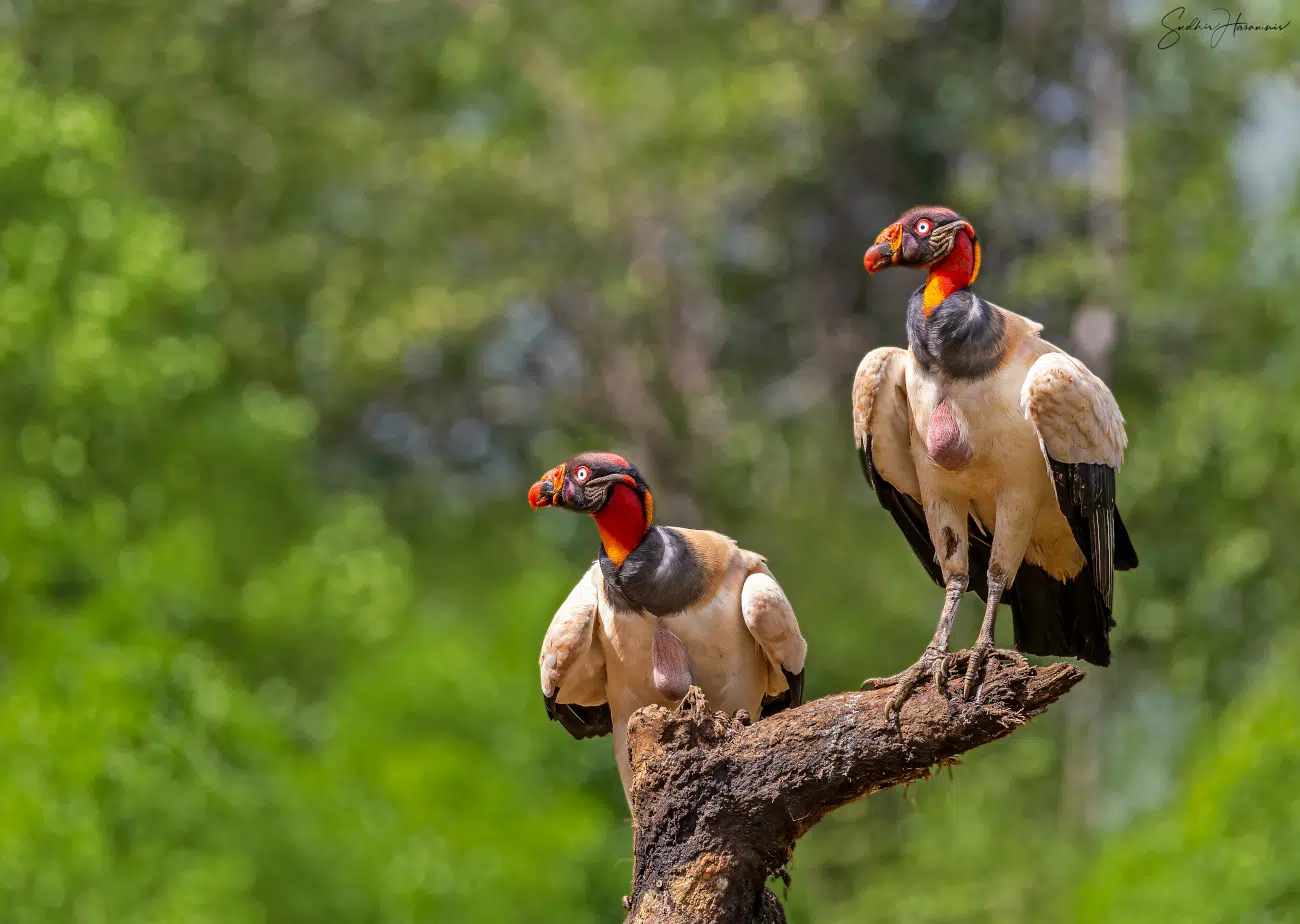 Bird photography bu Sadhir Hasamnis