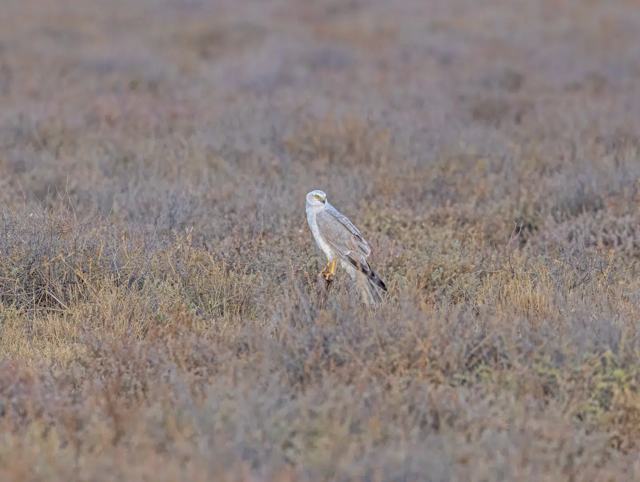 Bird photography bu Sadhir Hasamnis