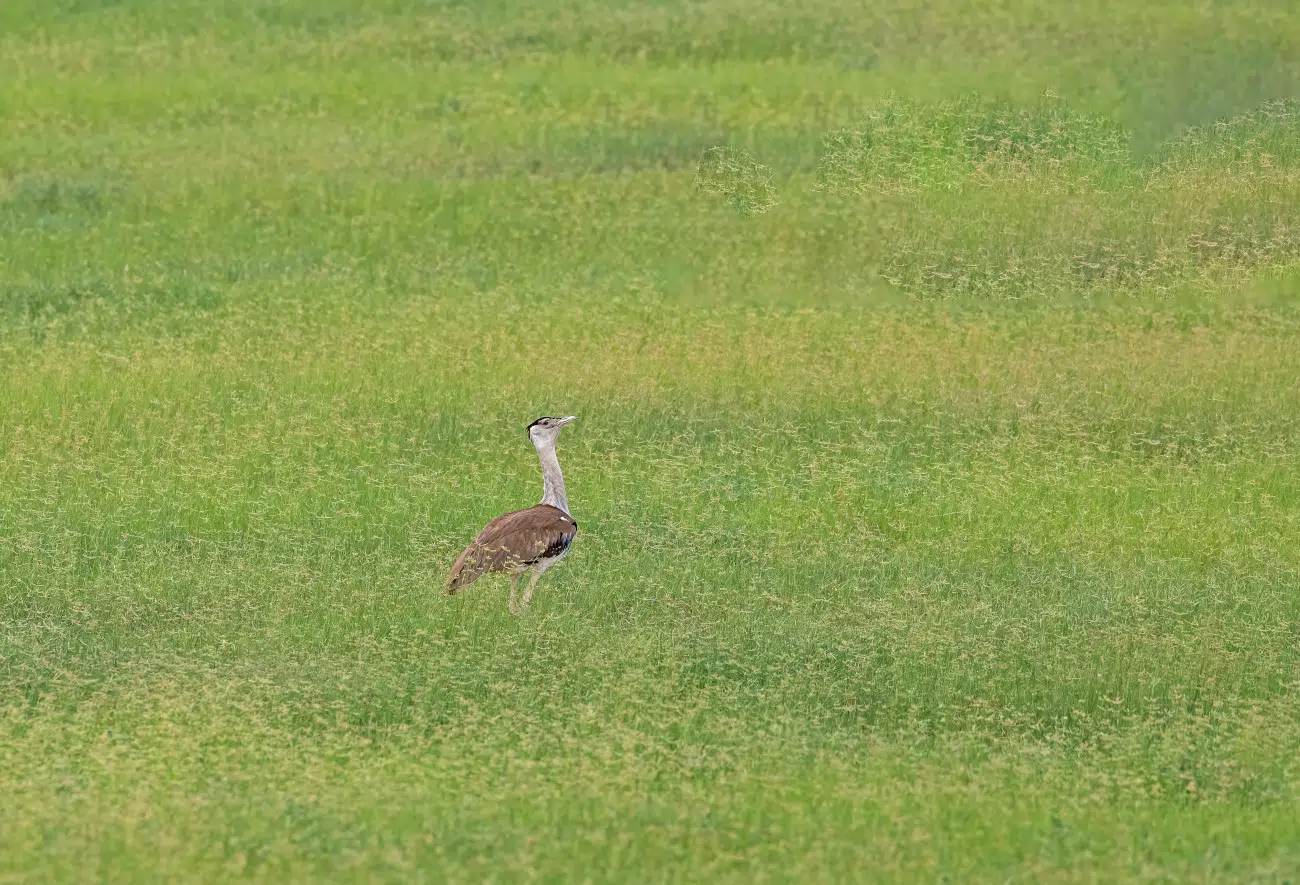 Bird photography bu Sadhir Hasamnis