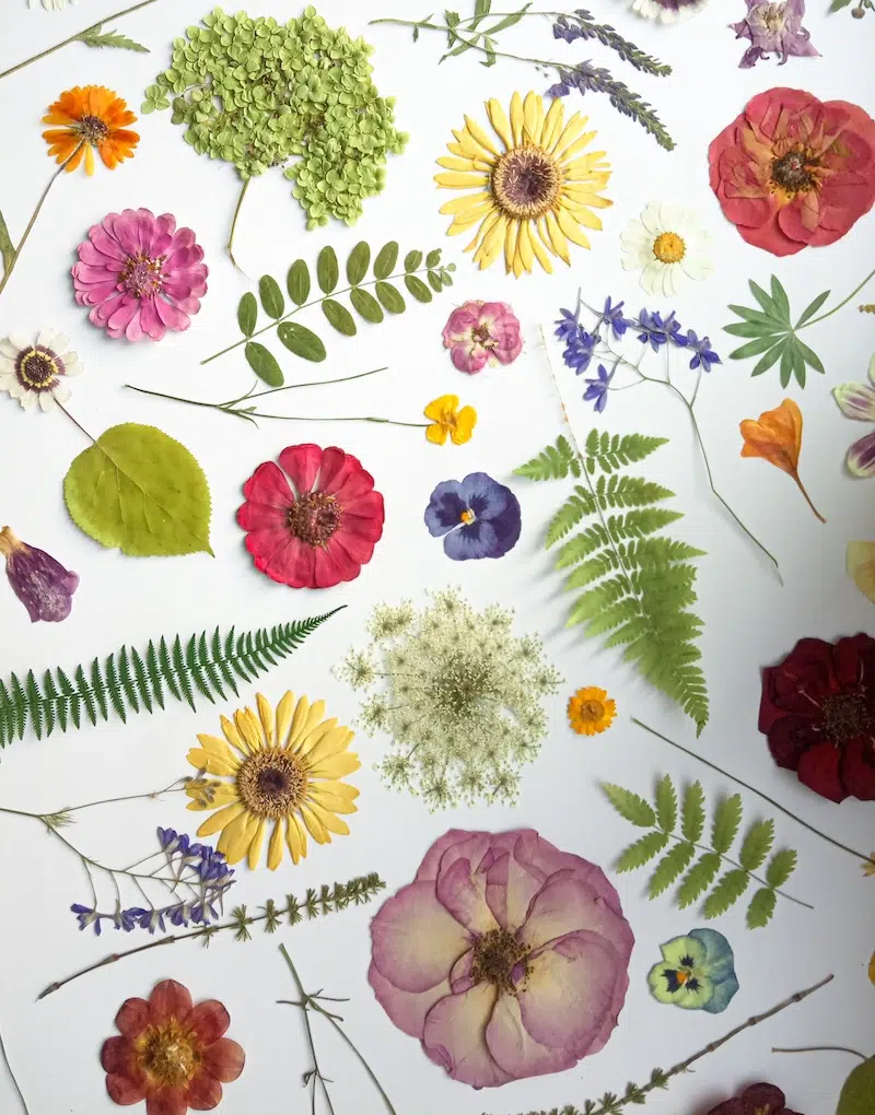 Pressed Flowers Class on My Modern Met Academy