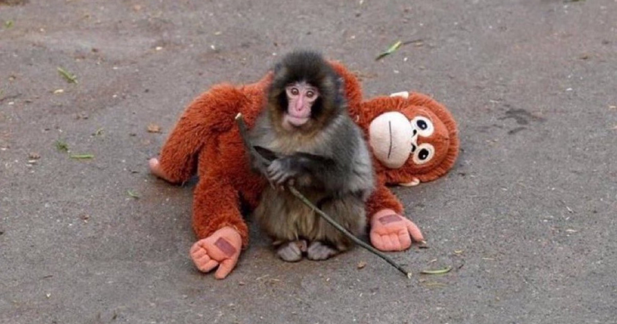 Baby Monkey Abandoned by Mother Finds Comfort in Orangutan Plushie and the Internet’s Heart Swells