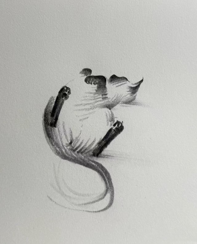 Cat Drawings by ShouXin