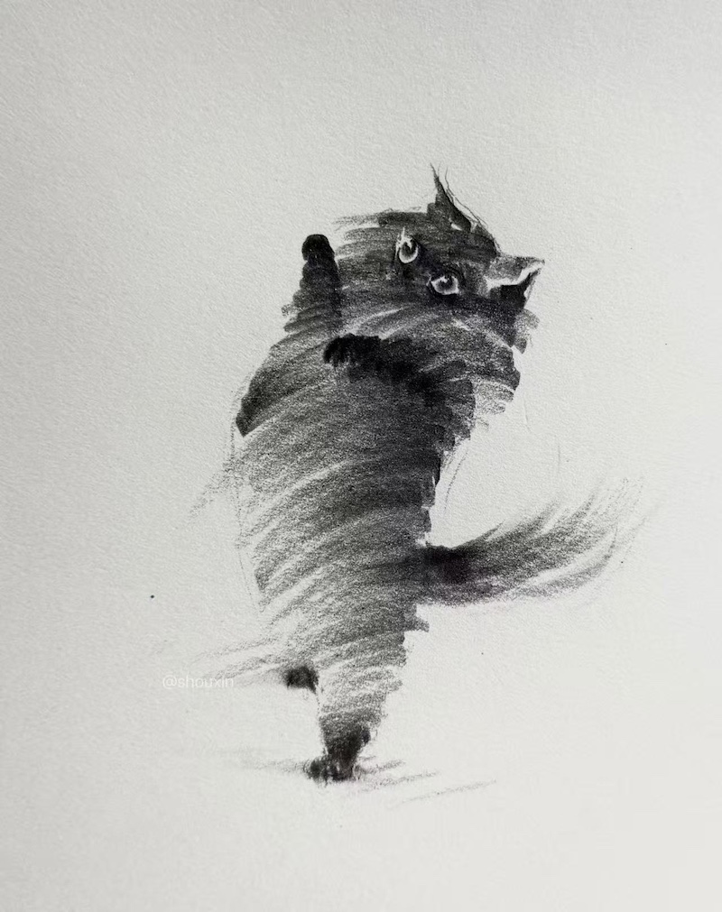 Cat Drawings by ShouXin