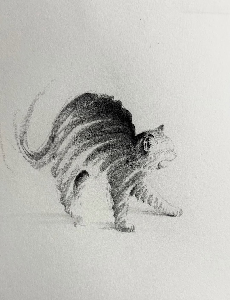 Cat Drawings by ShouXin