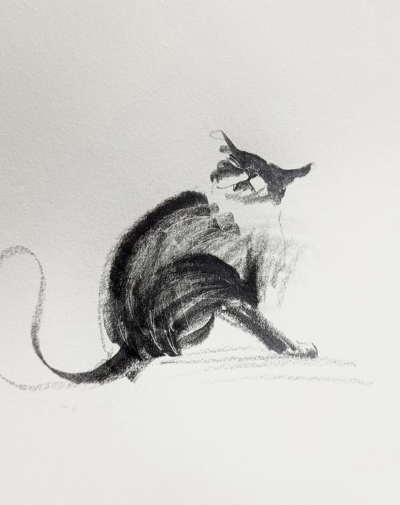 Cat Drawings by ShouXin