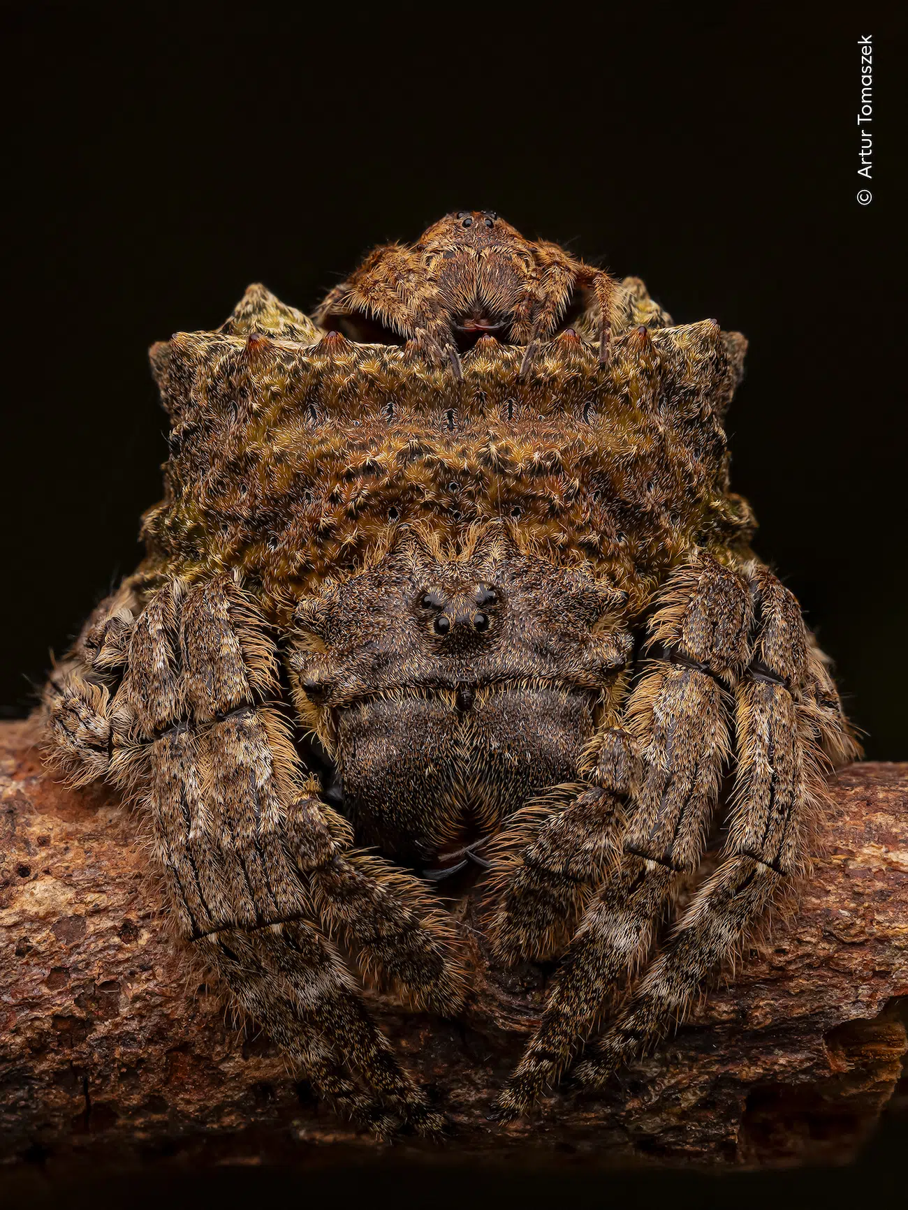 Wildlife Photography Awards 2025