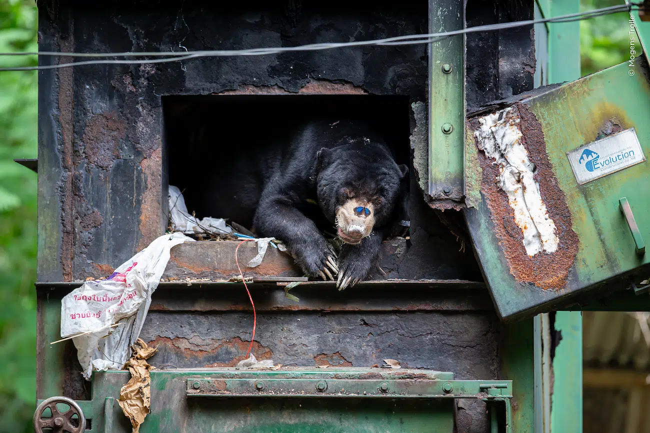 Wildlife Photography Awards 2025