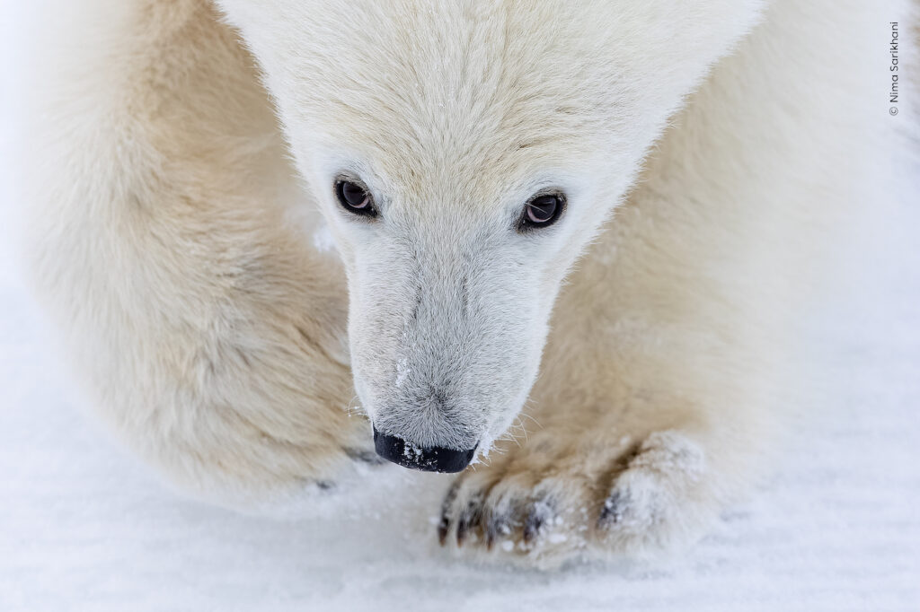 2025 Wildlife Photographer of the Year People’s Choice Award