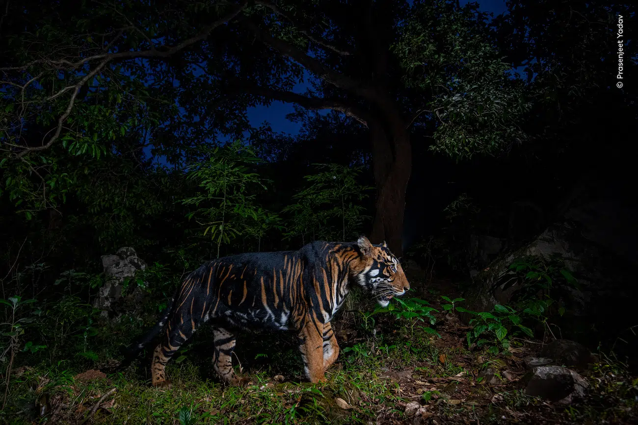Wildlife Photography Awards 2025