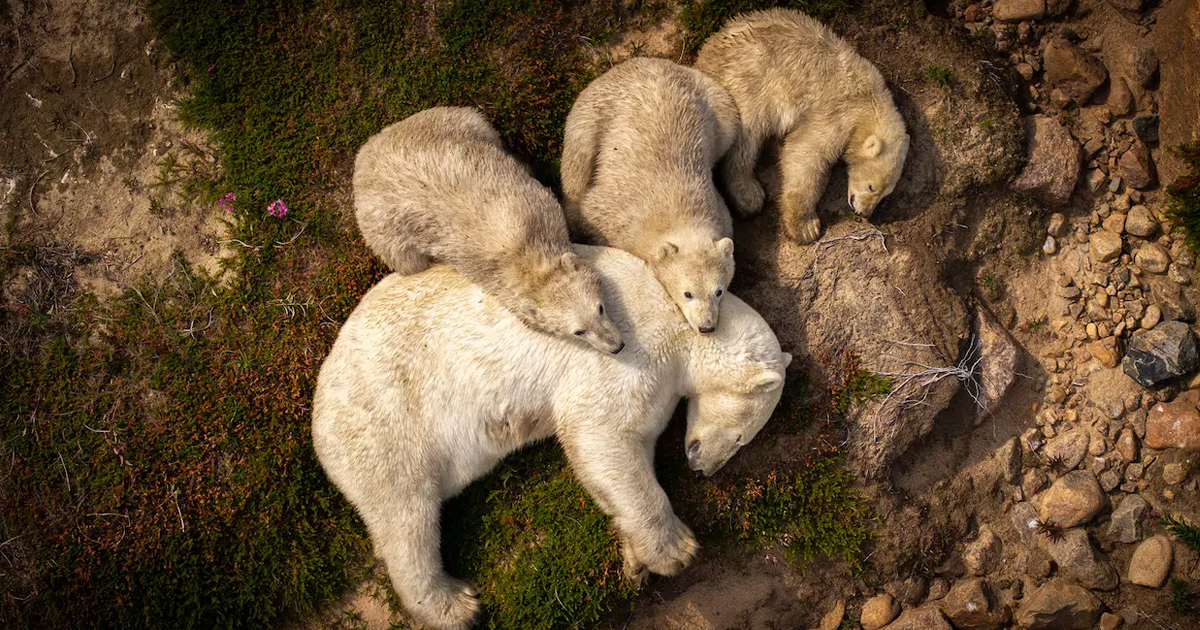 Voting Now Open for the 2025 Wildlife Photographer of the Year People’s Choice Award