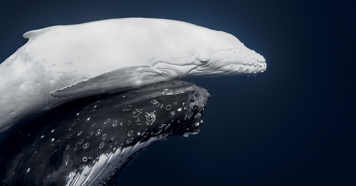 Photo of a Rare White Humpback Whale and Mother Wins World Nature Photography Awards
