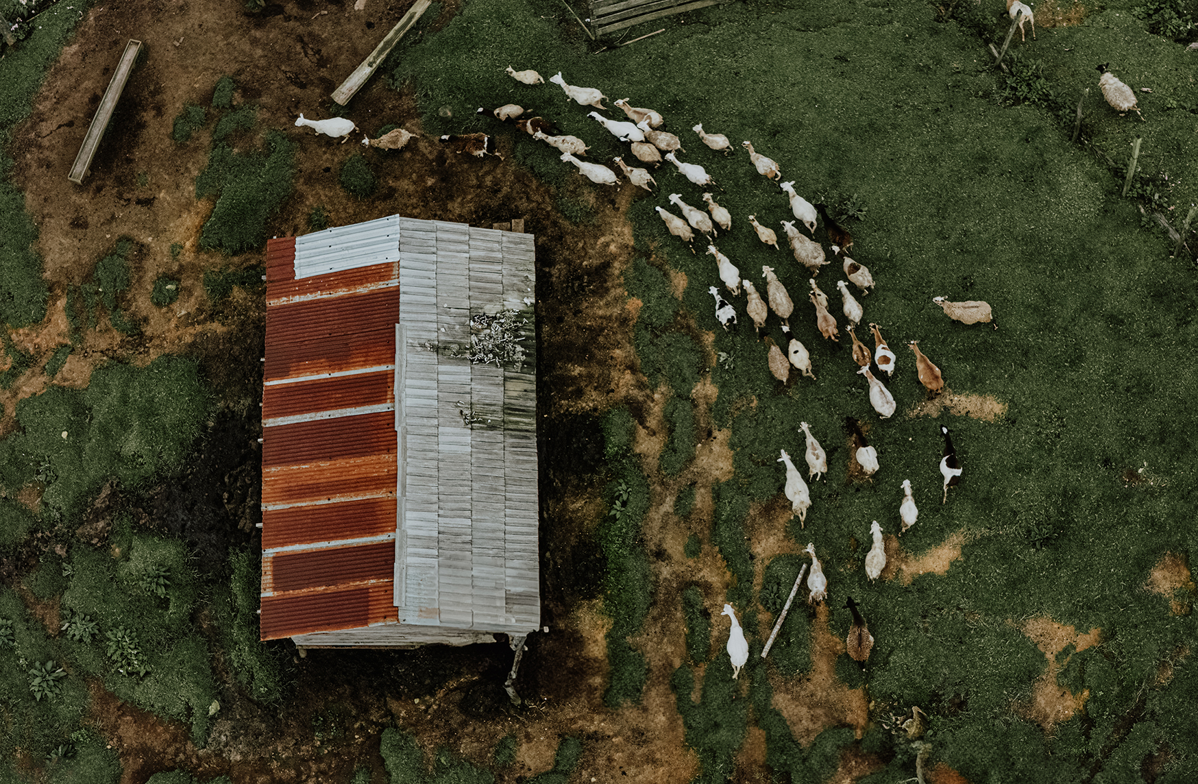Seen from above, a herd of sheep forms a winding line beside a simple rural shelter. The landscape shows worn paths, grass, and earth shaped by daily movement.