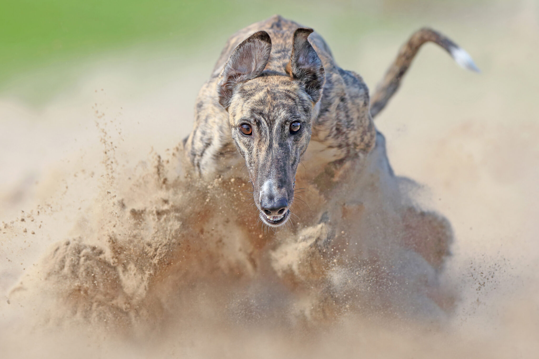A sighthound chasing after a fake rabbit during a training session.