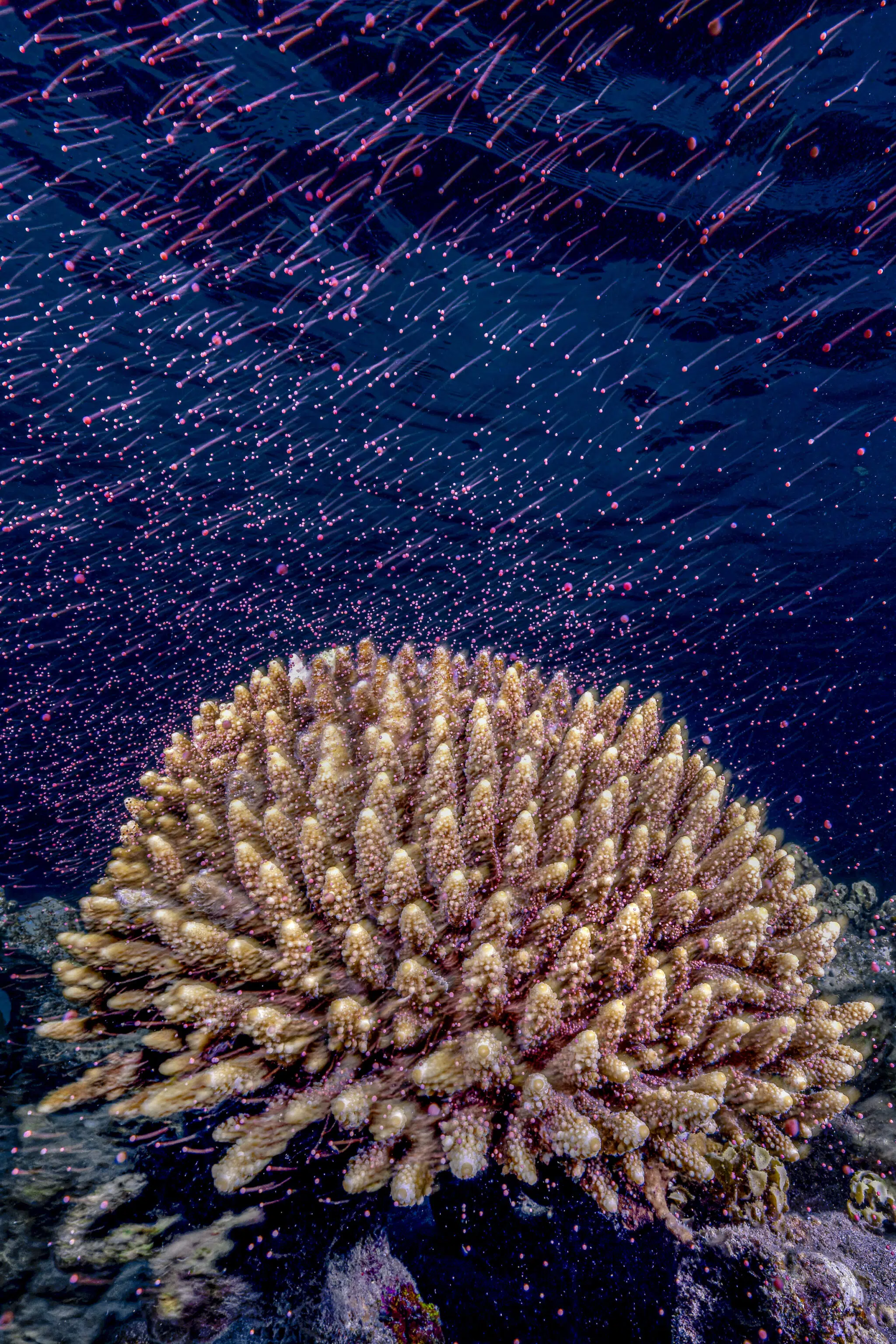 Tom Shlesinger, &ldquo;Underwater Meteor Shower,&rdquo; Northern Red Sea, Israel