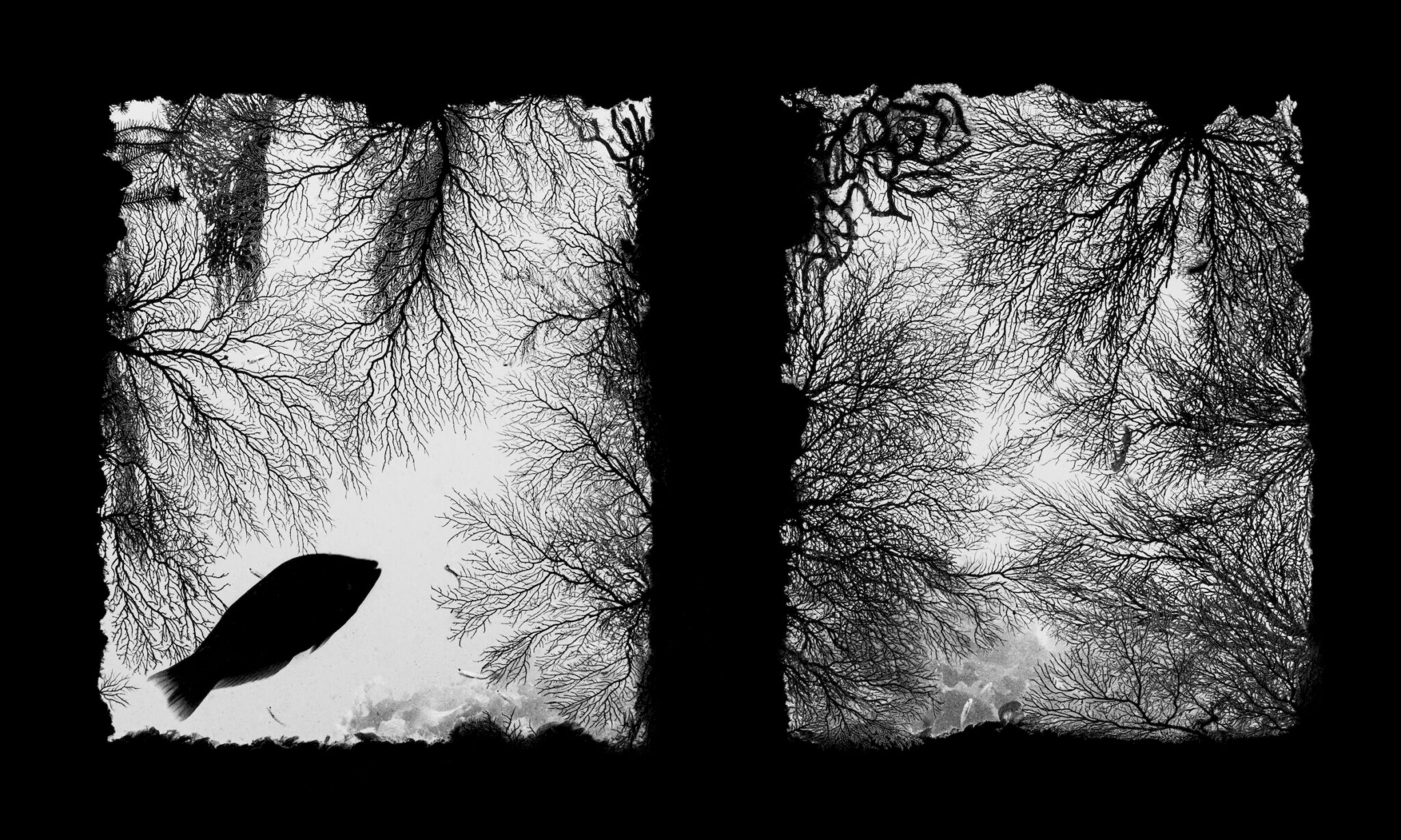 Shunsuke Nakano, &ldquo;Coral Window,&rdquo; Sado, Japan