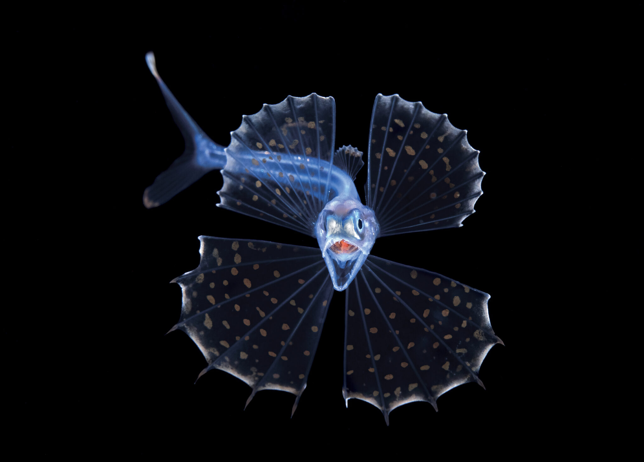 Steven Kovacs, &ldquo;Screaming Swallower,&rdquo; Palm Beach, FL