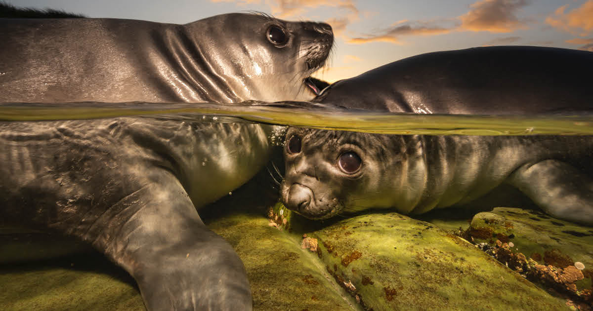 Adorable Elephant Seals Snatch Gold in 2026 Underwater Photographer of the Year Contest