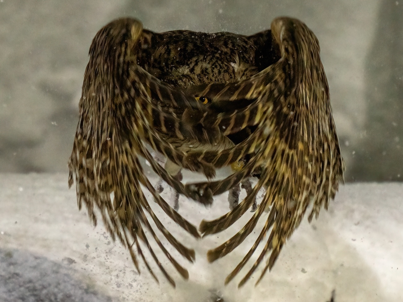 Sony World Photo Awards Regional and National Winners