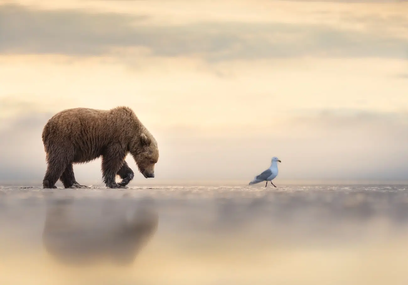 Bear and Bird