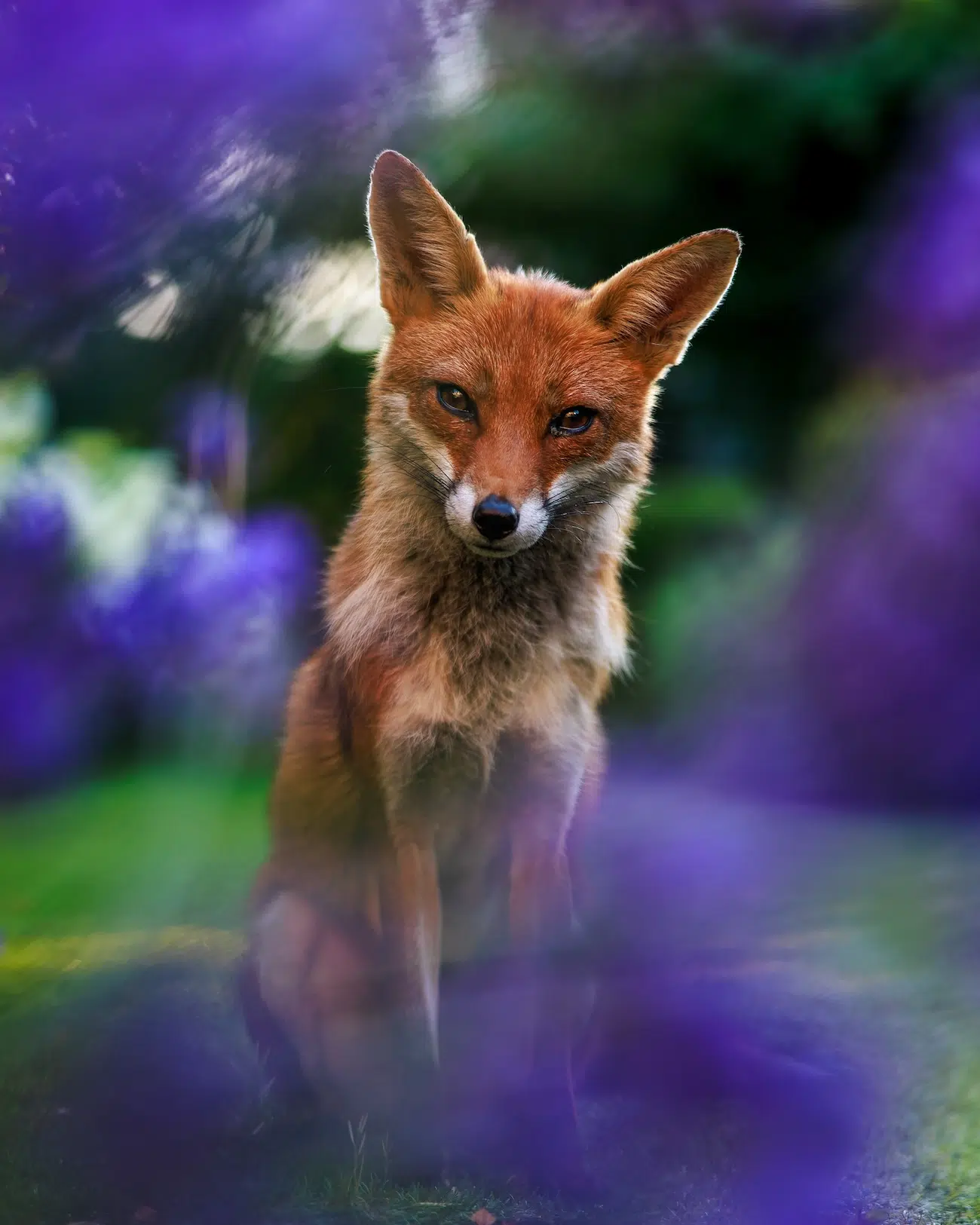 Winners of the British Wildlife Photography Awards 2026