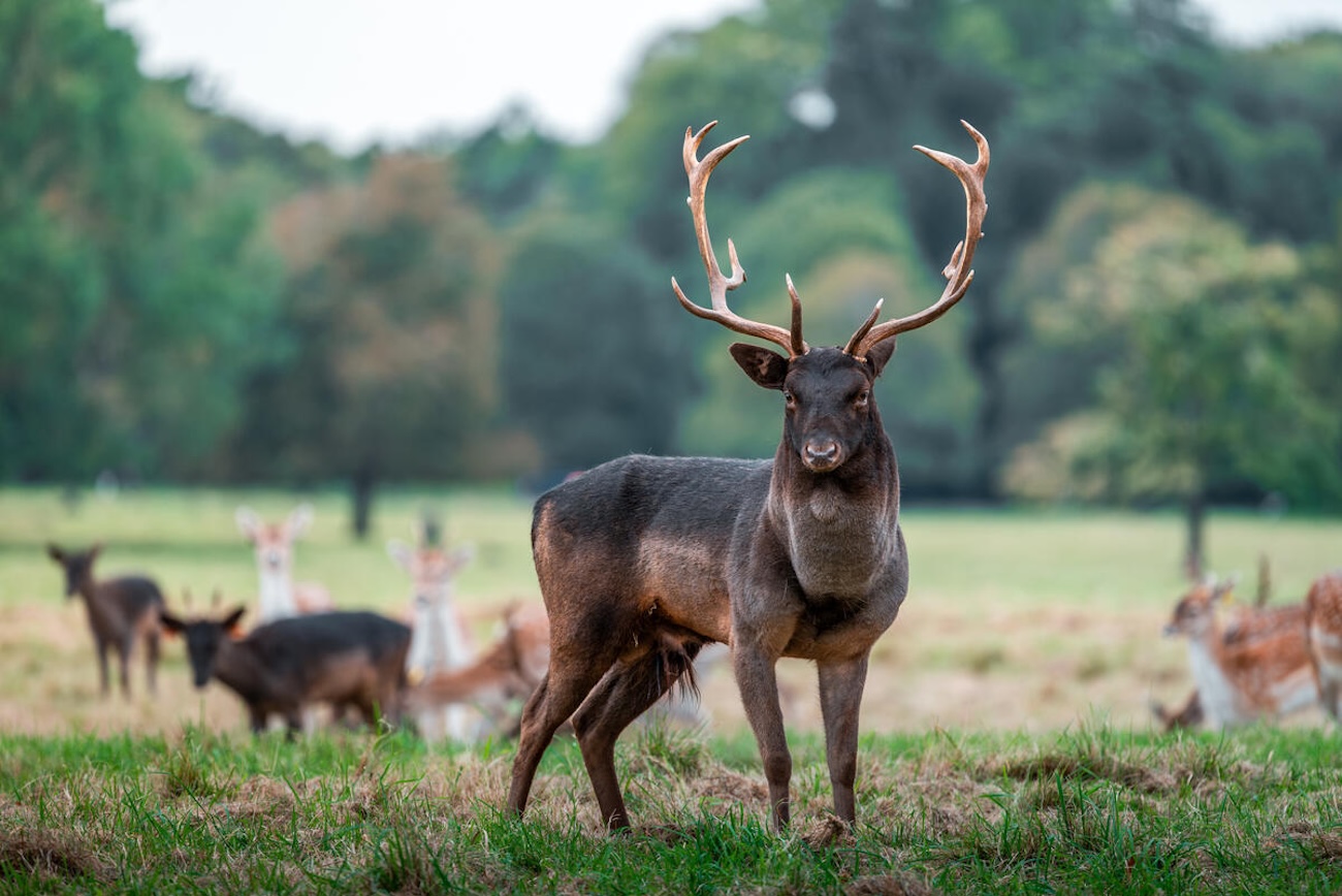 Phoenix Park Dublin