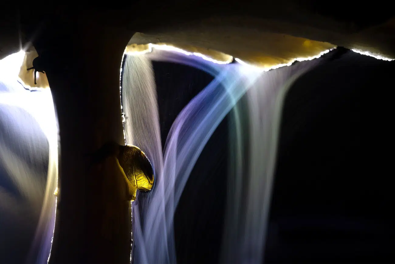 Two glass snails are diligently feeding on the decaying cap of a Termitomyces fungi