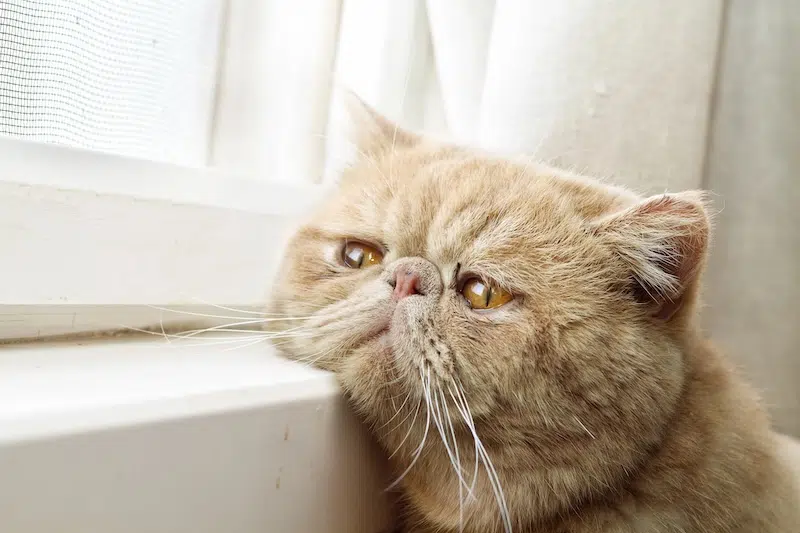 Cat looking out the window sad