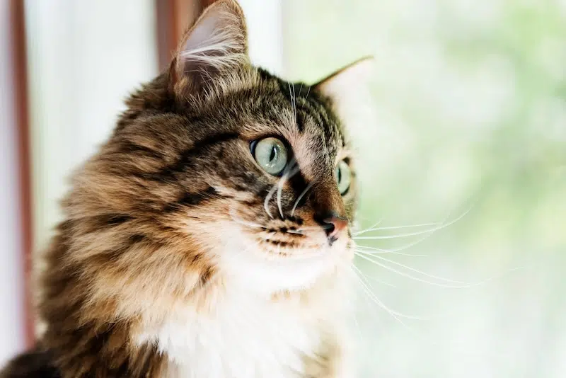 Cat looking out the window