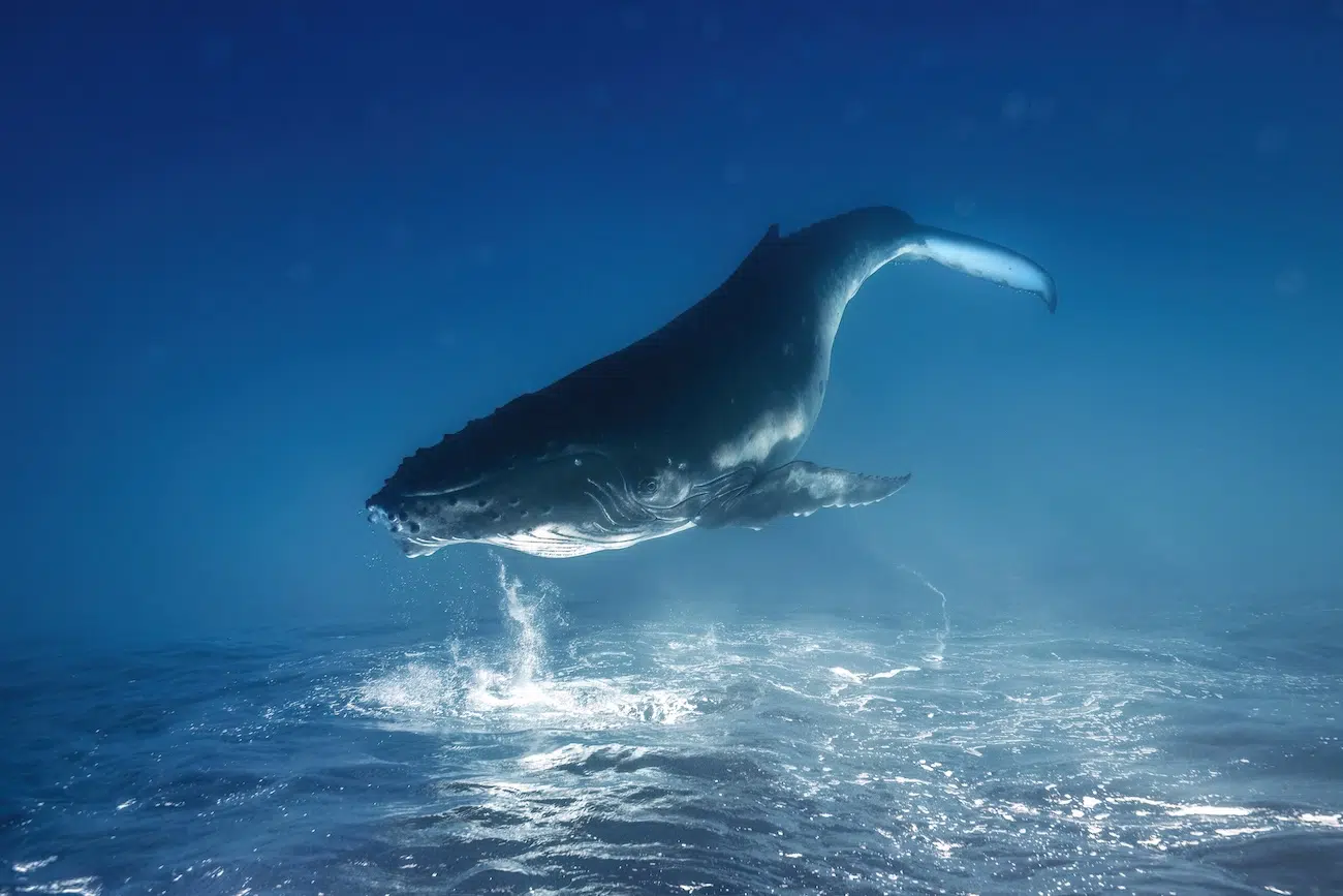 Whale in Water