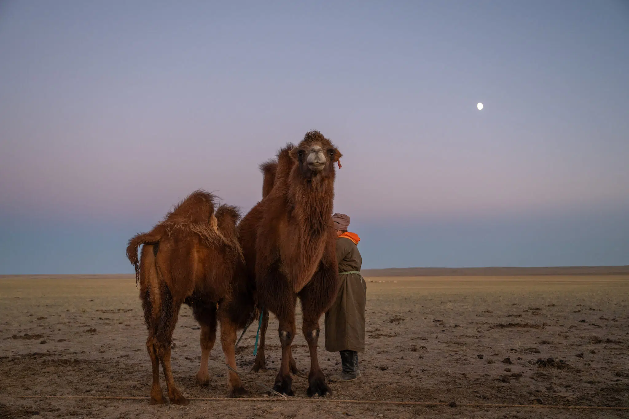 A herd of camels in Mongolia