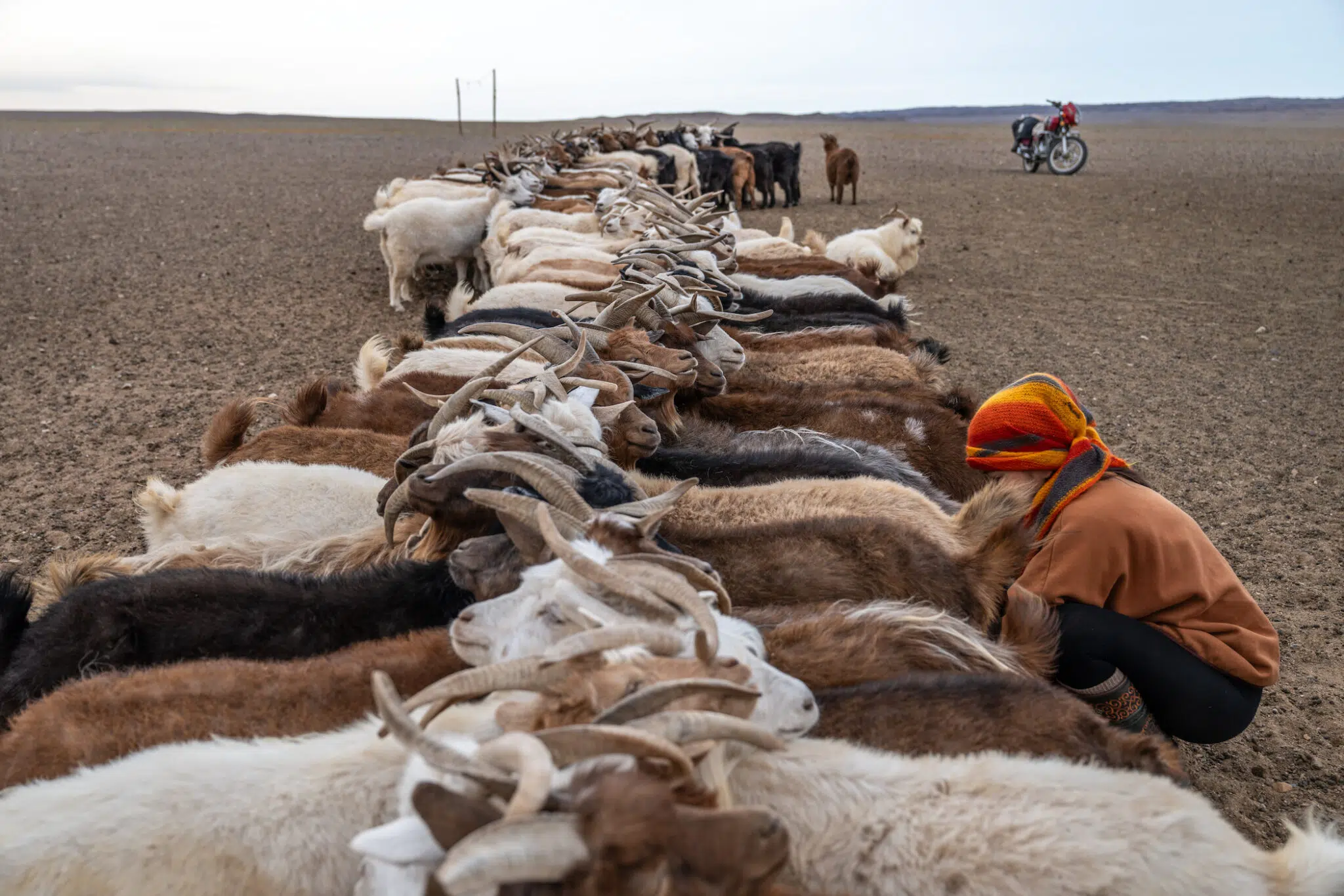 A herd of cattle in Mongolia