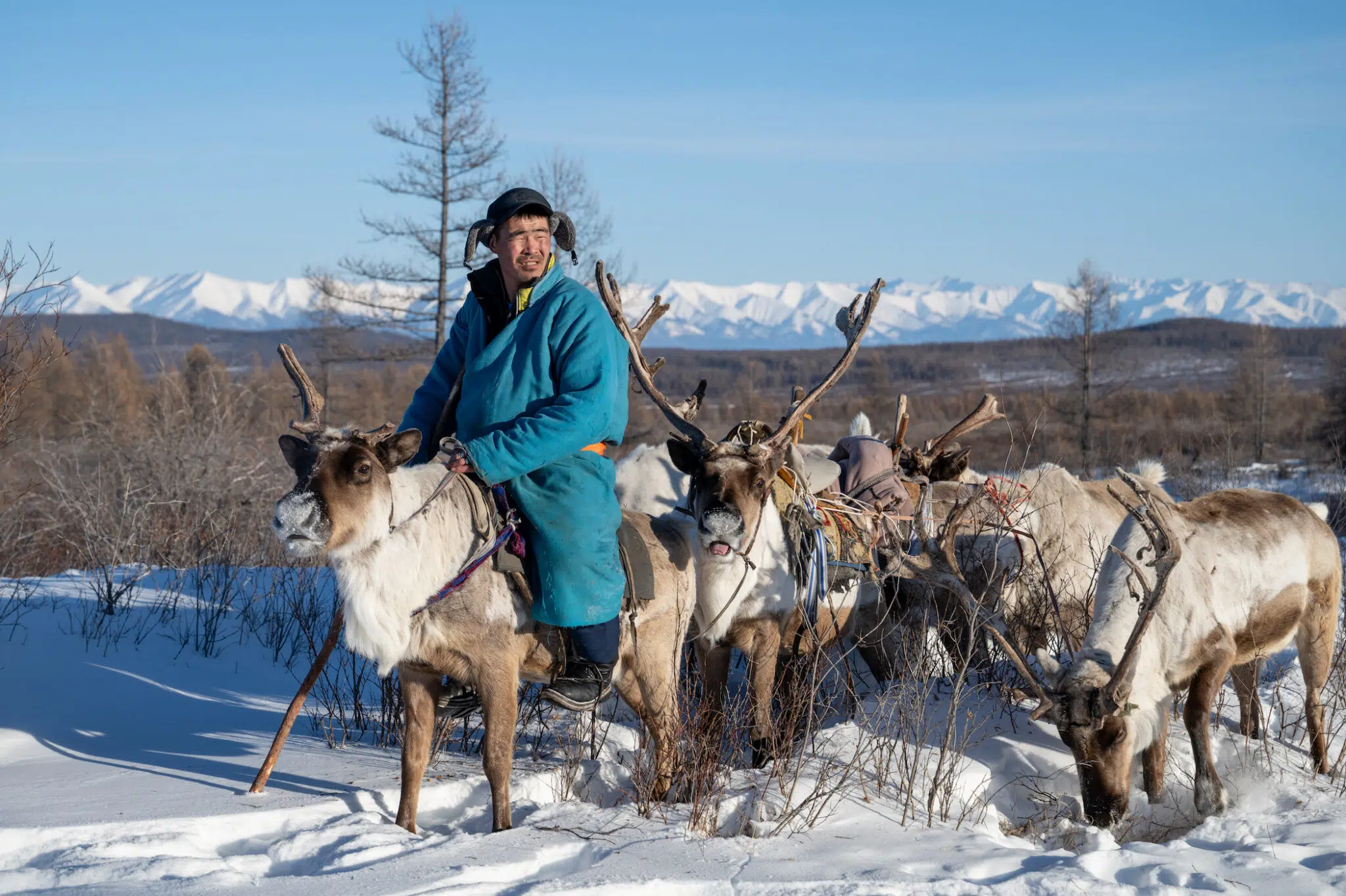 A man with a herd of reindeer in Mongolia