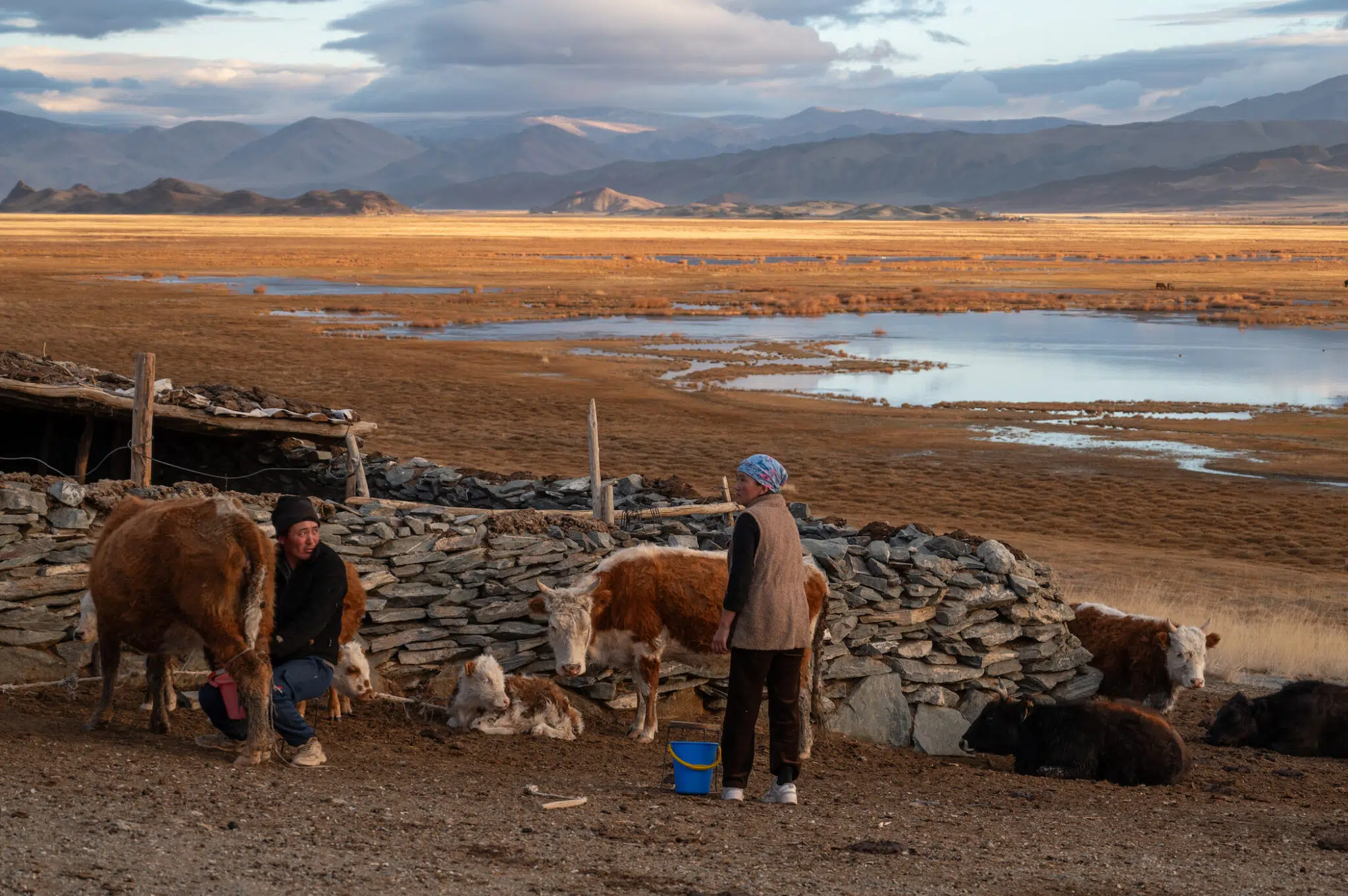 Kazakh herders Erlan and his wife Jangalgan milk their cows outside their home in the Altai Mountains, where daily work is shaped by the rhythms of herding life.