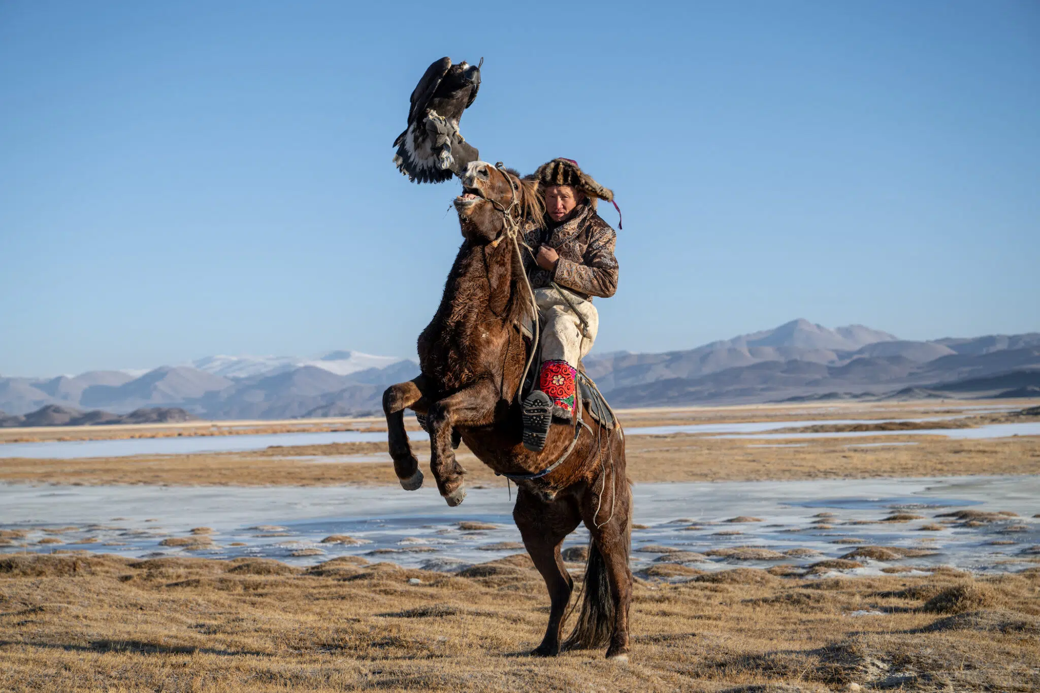 Marat, a Kazakh eagle hunter, rises with his rearing horse as he balances his golden eagle against the vast backdrop of the Altai Mountains.