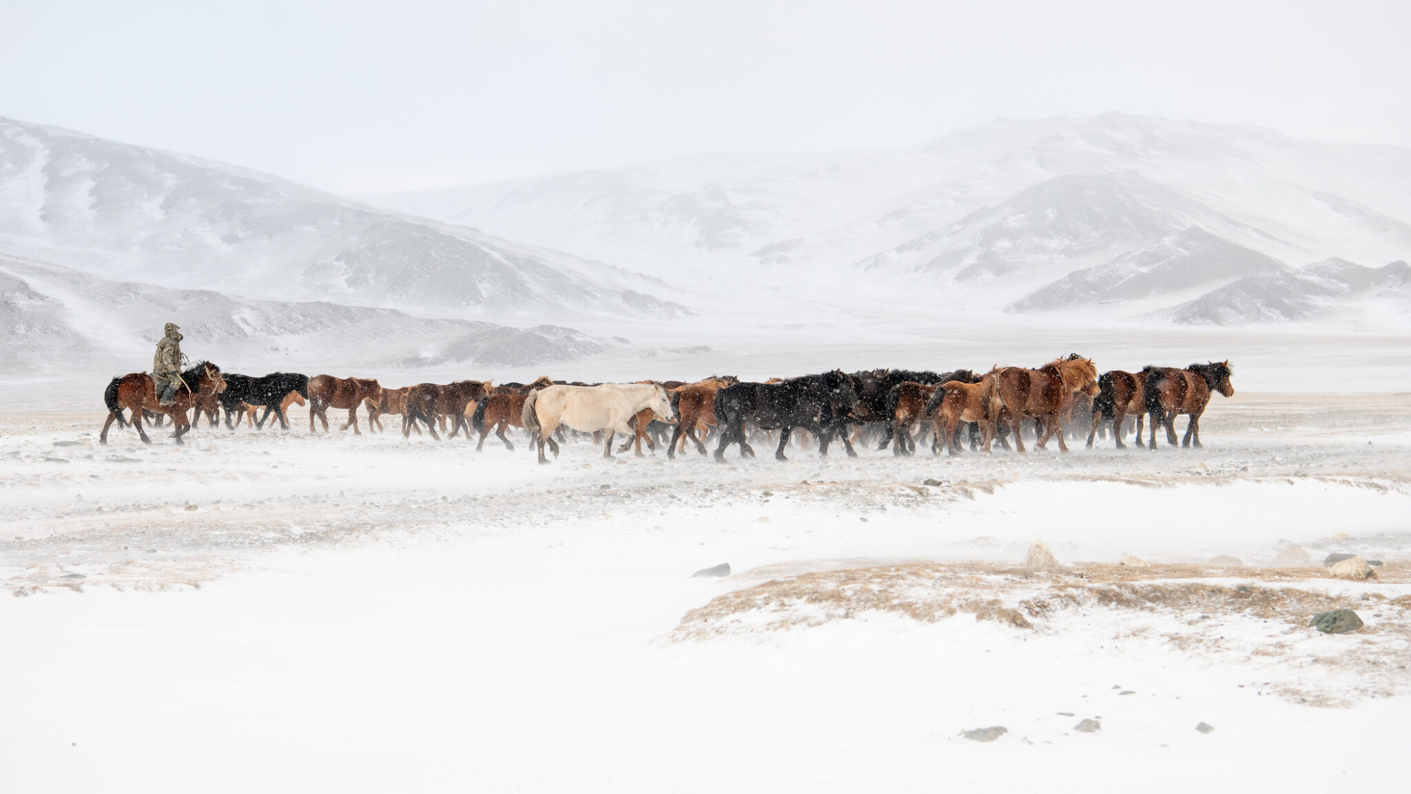 A Kazakh horseman drives a herd of horses through drifting snow in the Altai Mountains, descending toward the valley as winter draws near.