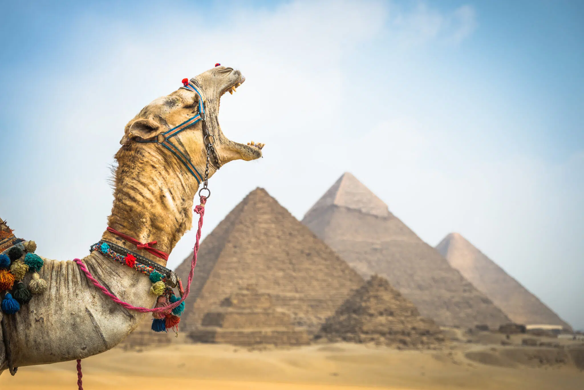 A camel yawns before the Pyramids of Giza on the outskirts of Cairo.