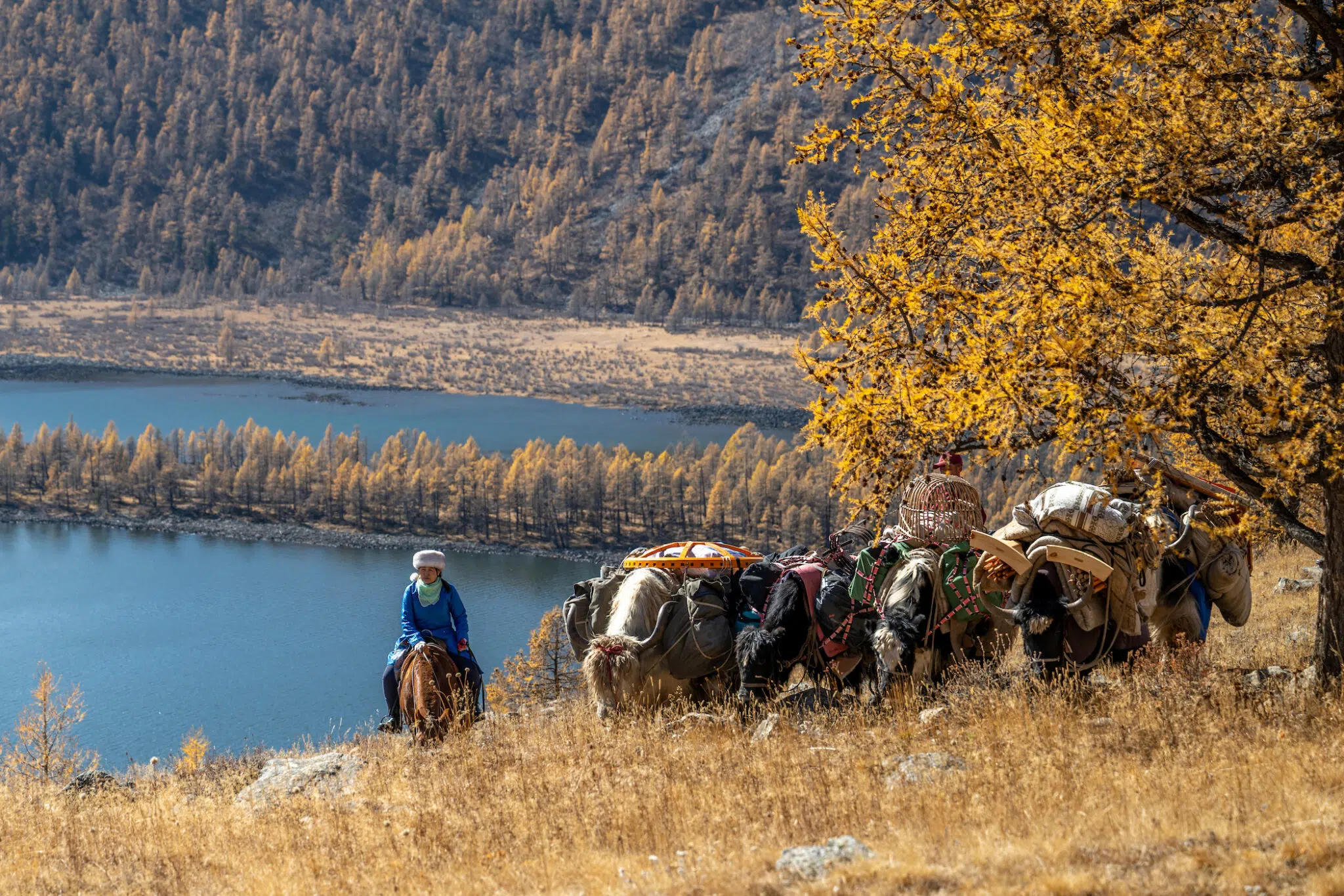 A woman with a herd of horses in Mongolia